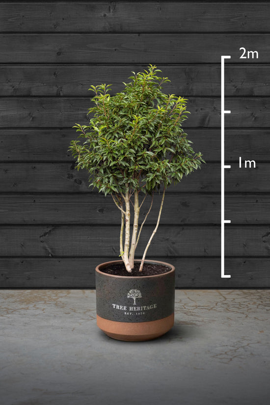Portuguese Laurel Multi-Stem Tree | Prunus Lusitanica