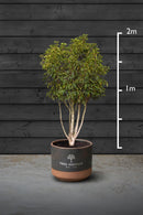 Portuguese Laurel Multi-Stem Tree | Prunus Lusitanica