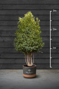 Portuguese Laurel Multi-Stem Tree | Prunus Lusitanica