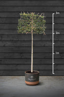 Pleached Portuguese Laurel Trees | Prunus Lusitanica