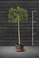 Pleached Portuguese Laurel Trees | Prunus Lusitanica