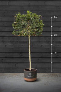 Pleached Portuguese Laurel Trees | Prunus Lusitanica