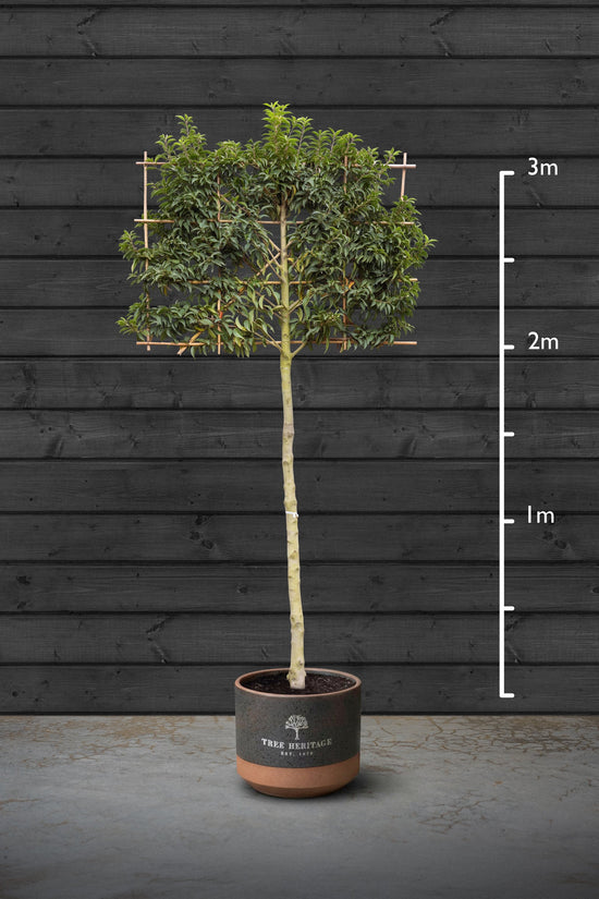 Pleached Portuguese Laurel Trees | Prunus Lusitanica