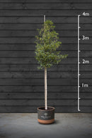Portuguese Laurel | Prunus Lusitanica Standard Tree
