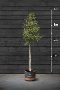 Portuguese Laurel | Prunus Lusitanica Standard Tree