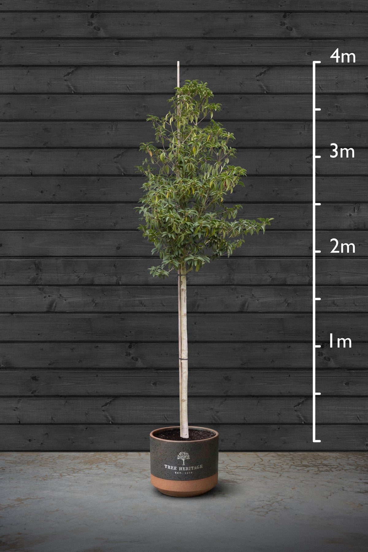 Portuguese Laurel | Prunus Lusitanica Standard Tree