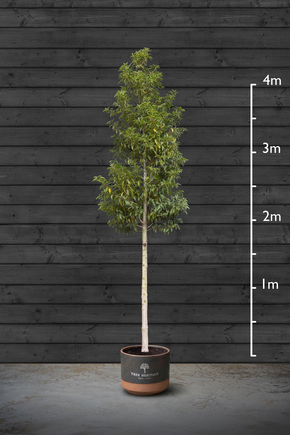 14-16cm