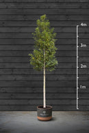 Portuguese Laurel | Prunus Lusitanica Standard Tree
