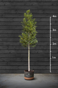 Portuguese Laurel | Prunus Lusitanica Standard Tree
