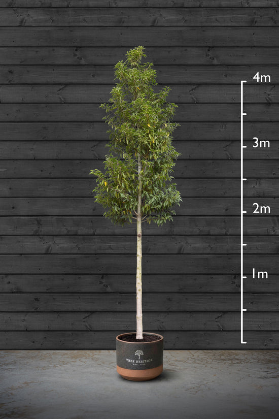 Portuguese Laurel | Prunus Lusitanica Standard Tree