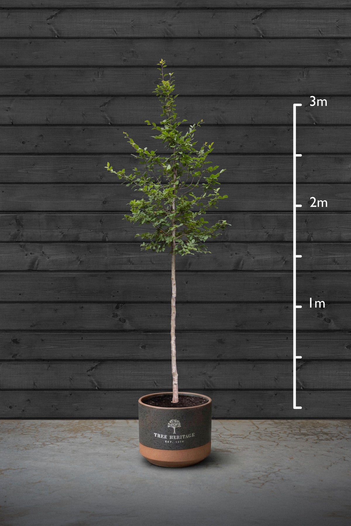 10-12cm