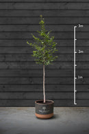 Cherry Blossom | Prunus Serrulata Kanzan Standard Trees