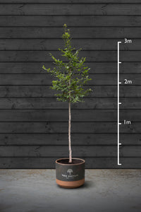 Cherry Blossom | Prunus Serrulata Kanzan Standard Trees