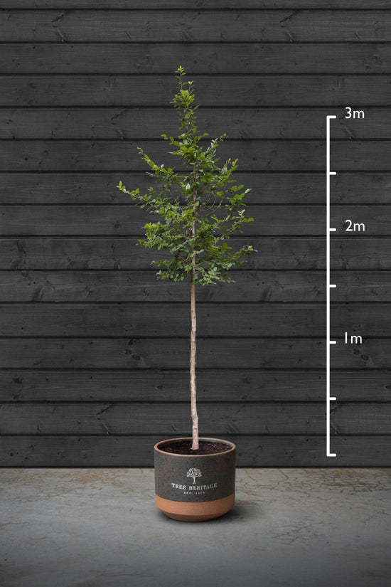 Cherry Blossom | Prunus Serrulata Kanzan Standard Trees