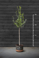Cherry Blossom | Prunus Serrulata Kanzan Standard Trees