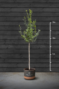 Cherry Blossom | Prunus Serrulata Kanzan Standard Trees