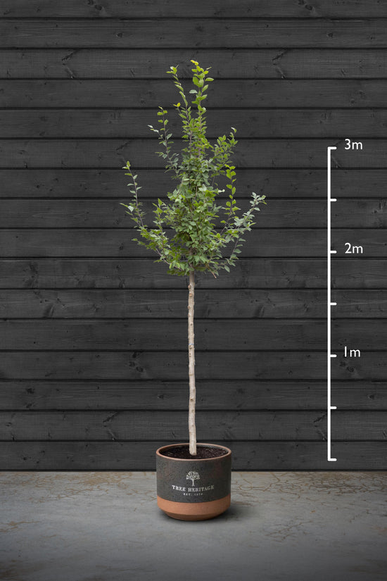 Cherry Blossom | Prunus Serrulata Kanzan Standard Trees