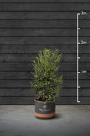 Yew Evergreen Hedging Plant | Taxus Baccata
