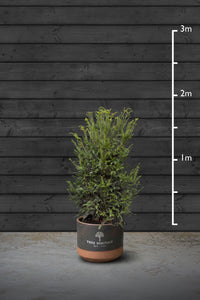 Yew Evergreen Hedging Plant | Taxus Baccata
