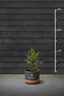 Yew Evergreen Hedging Plant | Taxus Baccata