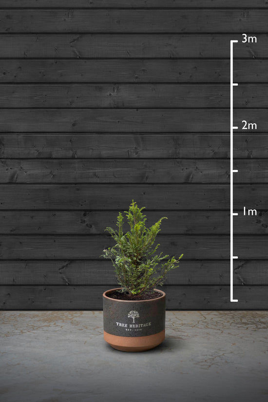 Yew Evergreen Hedging Plant | Taxus Baccata