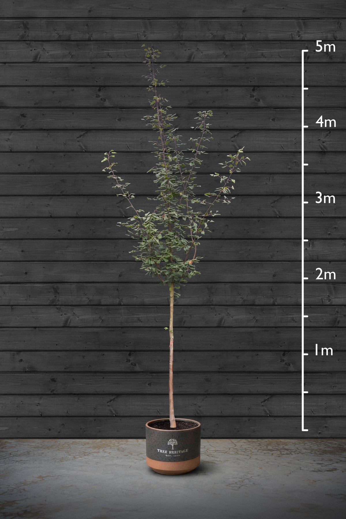 10-12cm