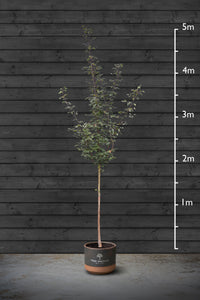 Small-Leaved Lime | Tilia Cordata Standard Trees