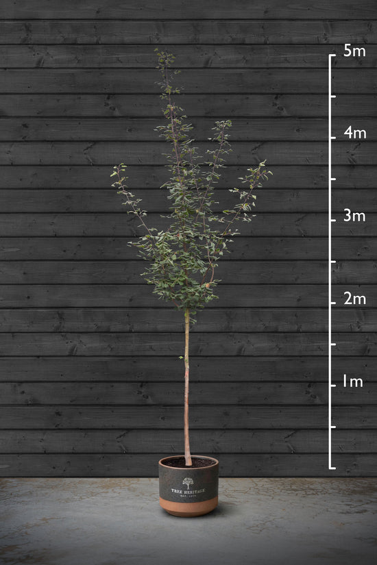 Small-Leaved Lime | Tilia Cordata Standard Trees