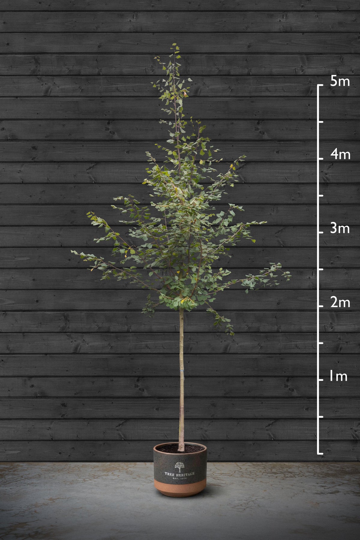 14-16cm