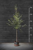 Small-Leaved Lime | Tilia Cordata Standard Trees