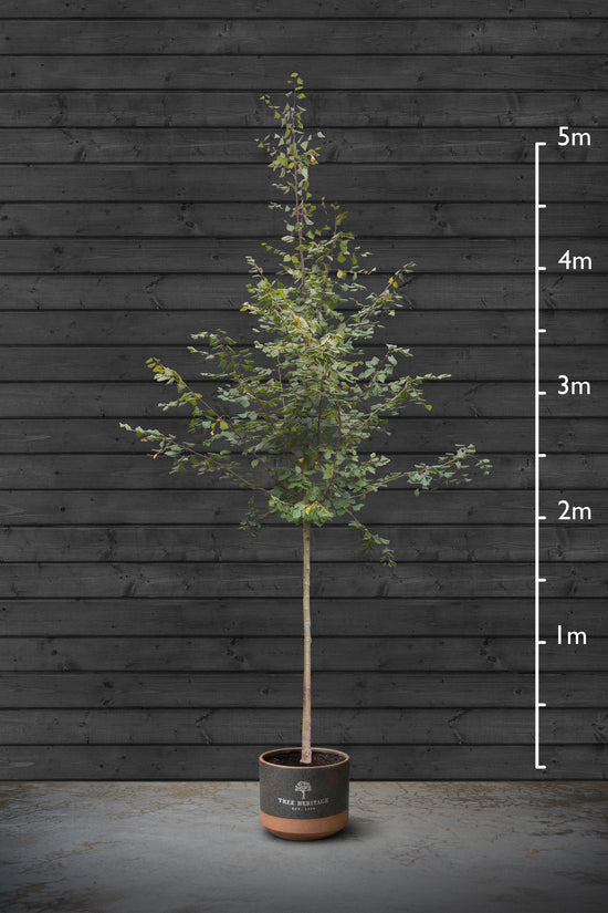 Small-Leaved Lime | Tilia Cordata Standard Trees